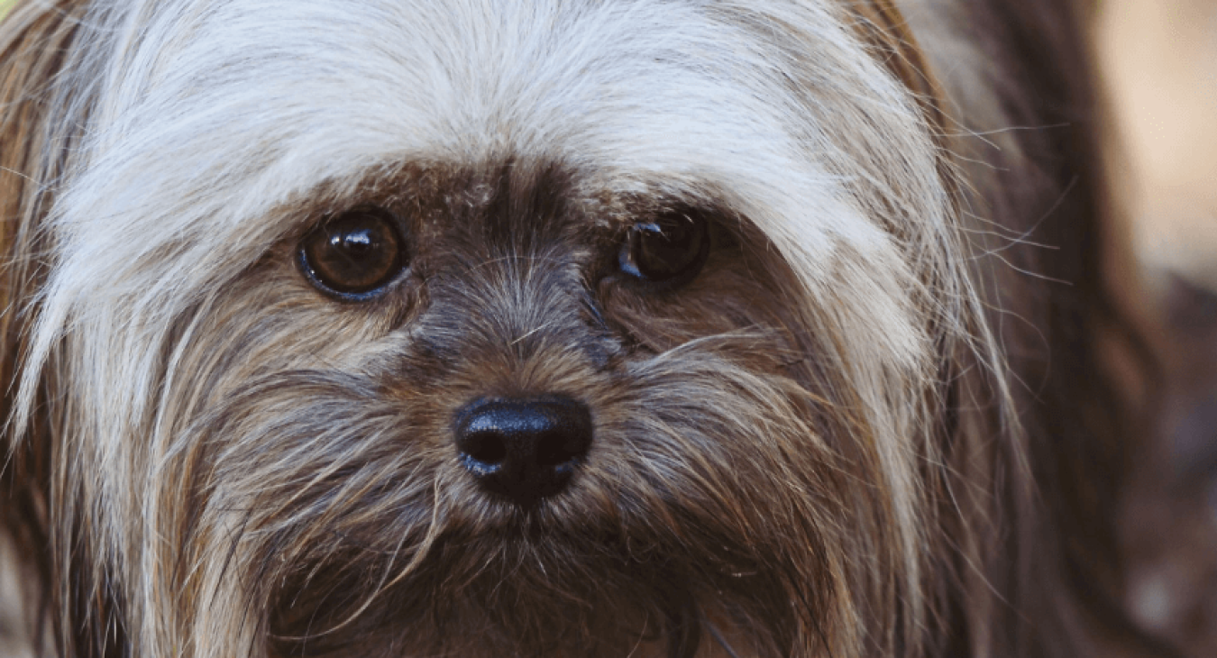 Lhassa-apso