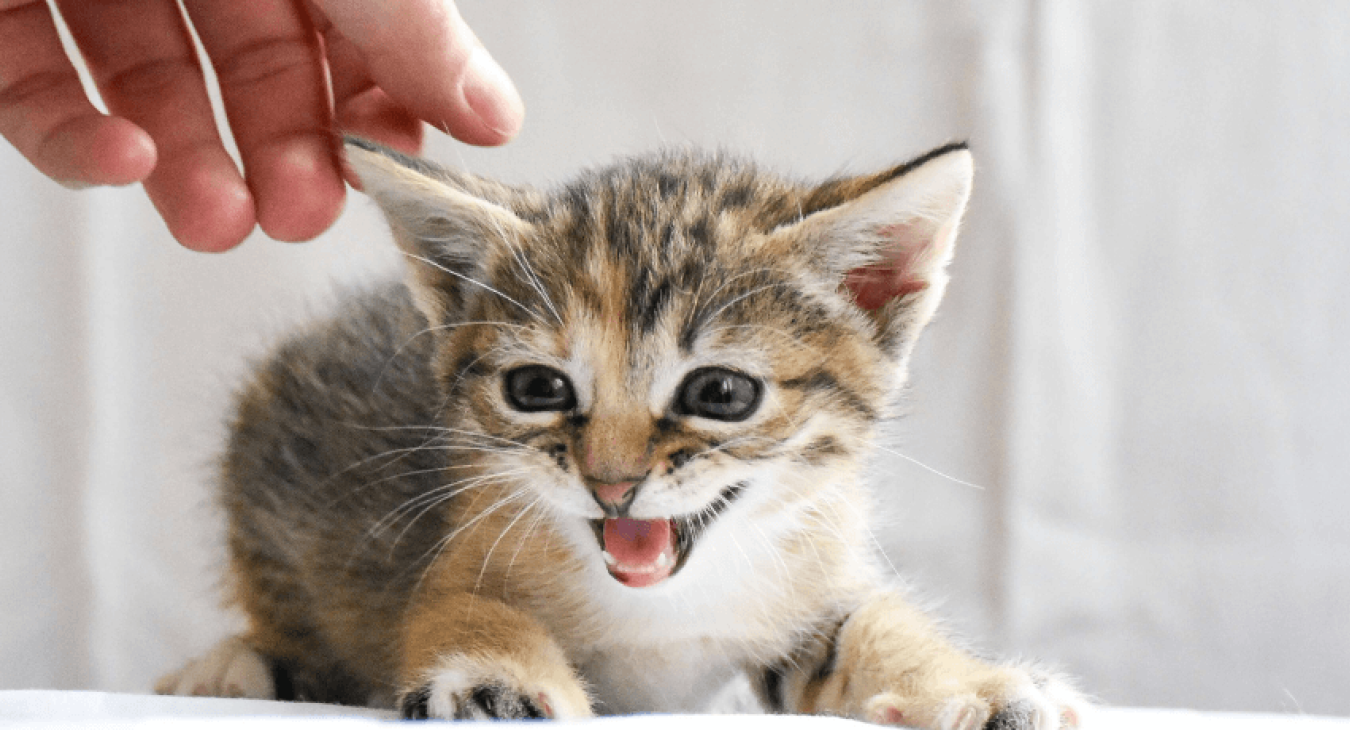 Quelle litière choisir pour son chaton ?