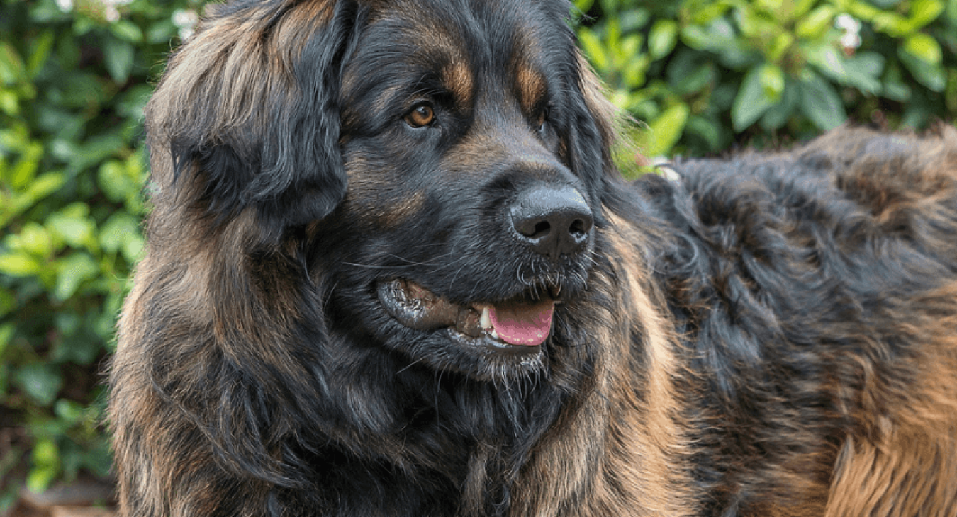 Tout savoir sur le leonberg
