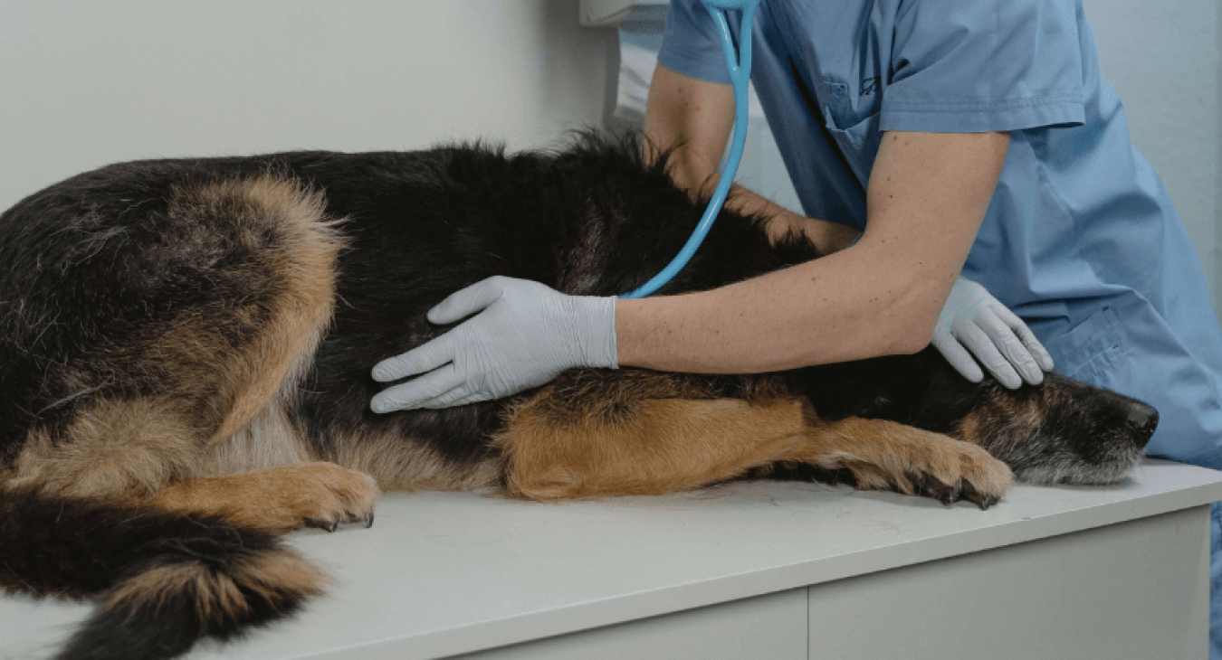 Comment prévenir et guérir la maladie de Lyme du chien ?