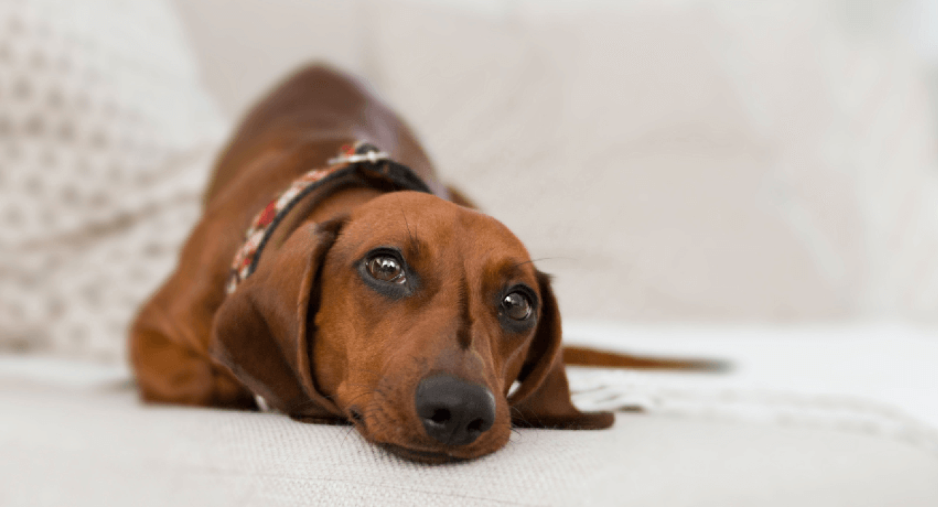 Maladies des chiens et prévention