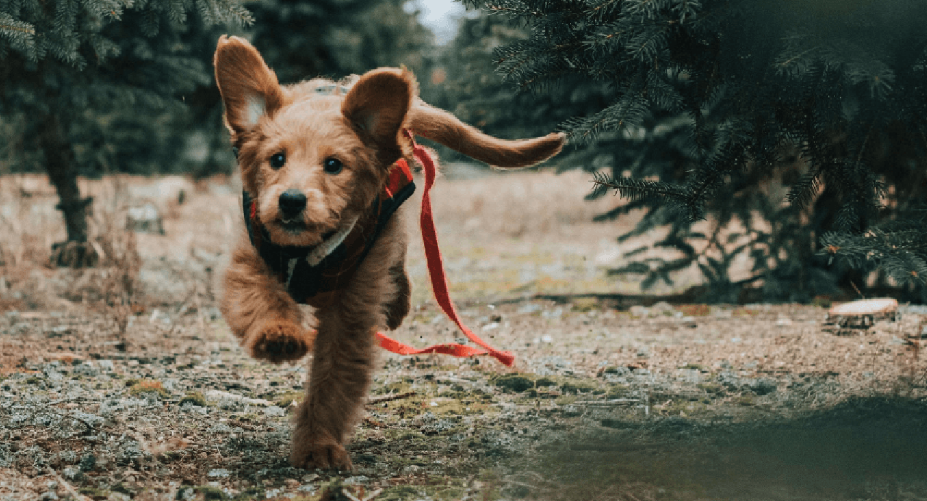 Les maladies infectieuses du chien les plus courantes