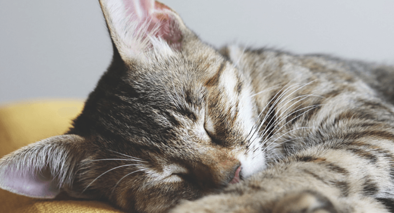 Les maladies parasitaires des chats