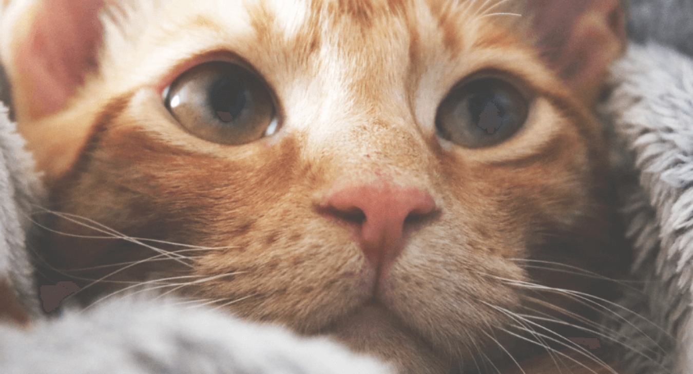 Les différentes maladies de peau du chat
