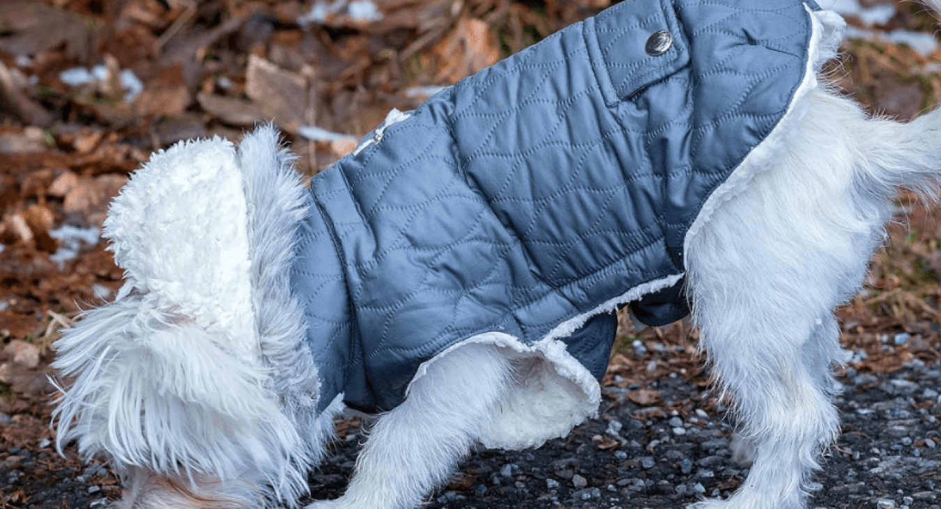 Protéger son animal de compagnie avec l’achat d’un manteau pour chien