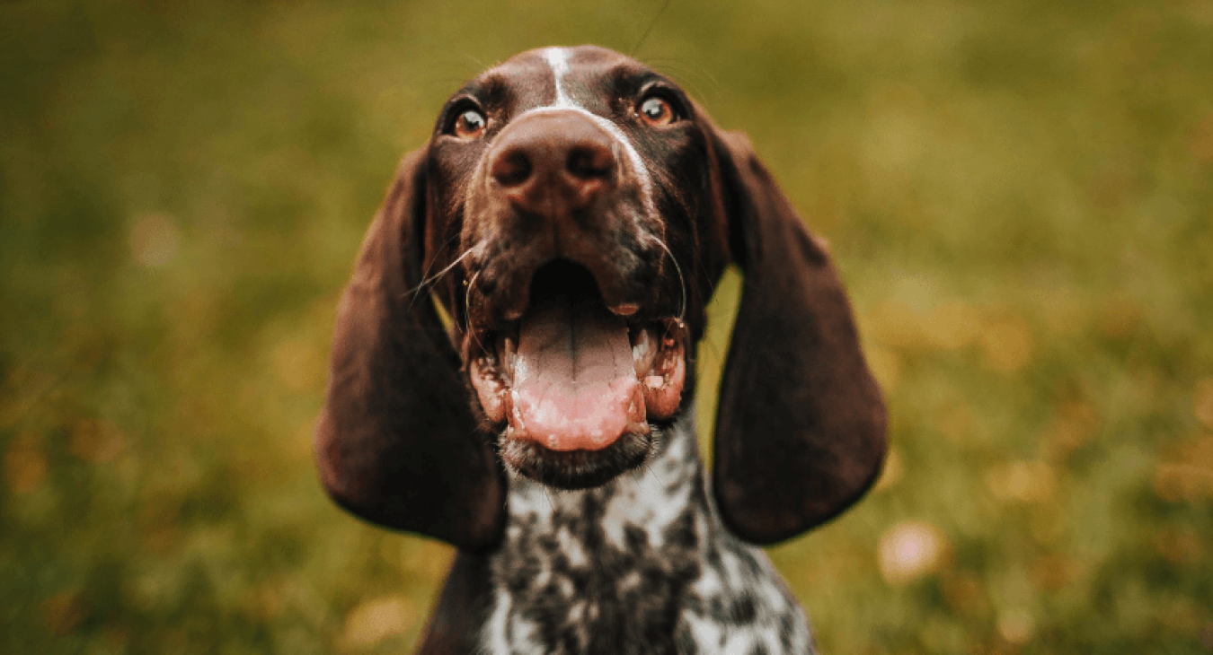 Tout savoir sur le marquage de territoire chez le chien