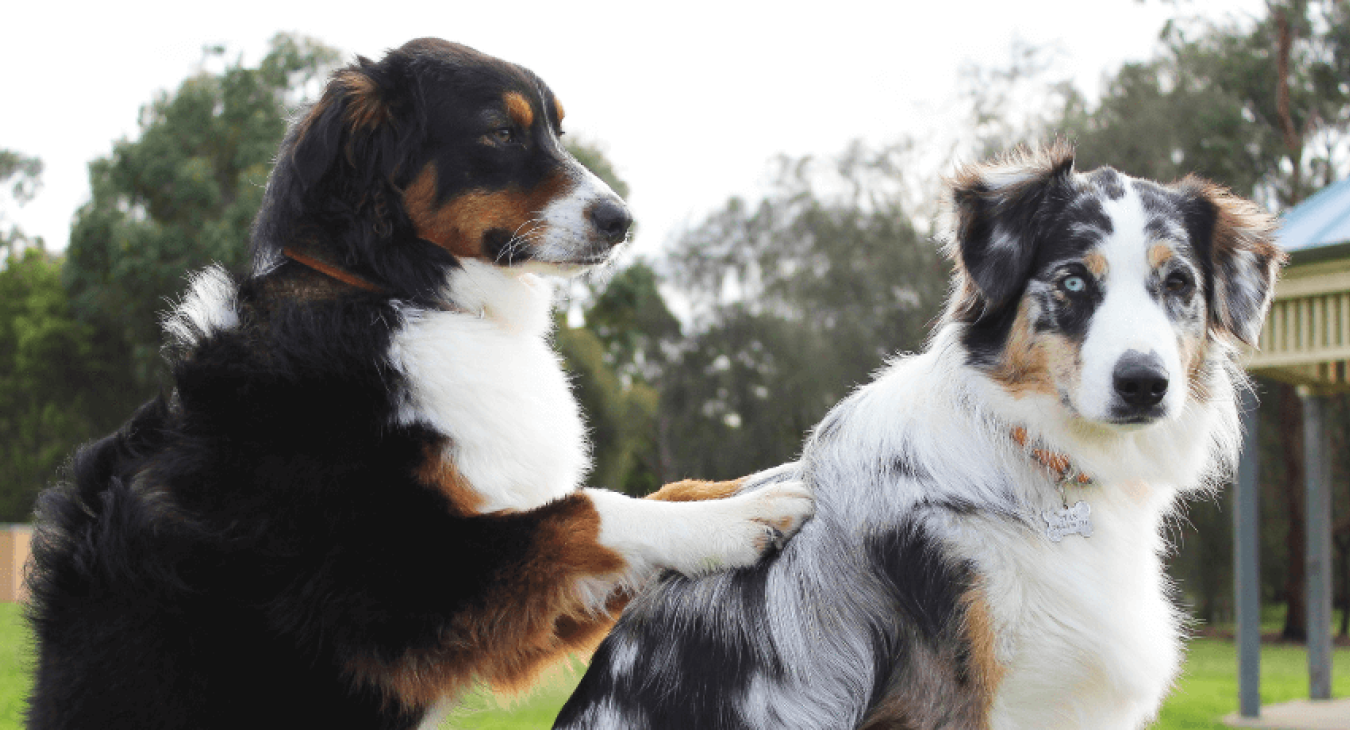 Massage pour chien : techniques et bienfaits