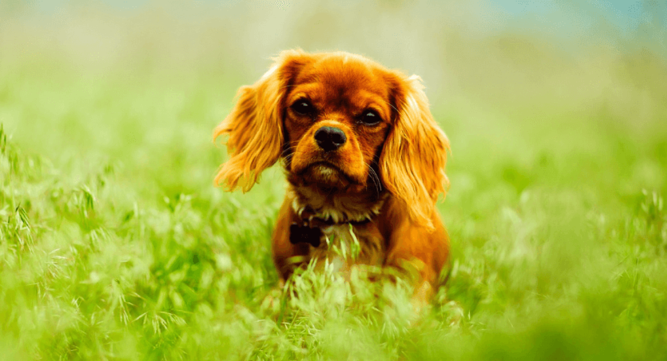 Soigner son chien grâce à la médecine naturelle