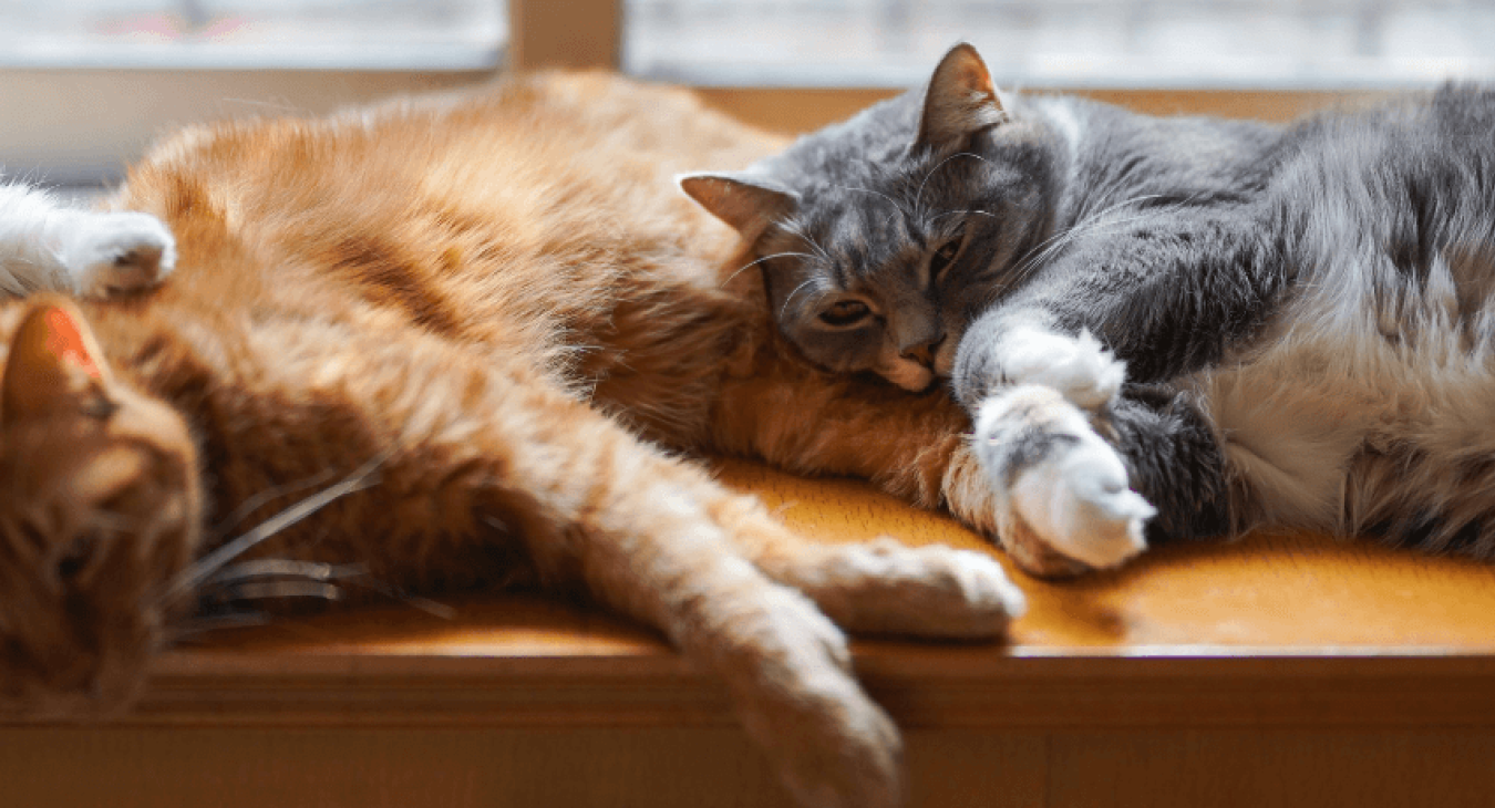 Les médicaments pour votre chat