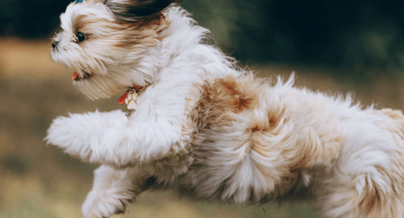 Un grand choix de médicaments pour chien