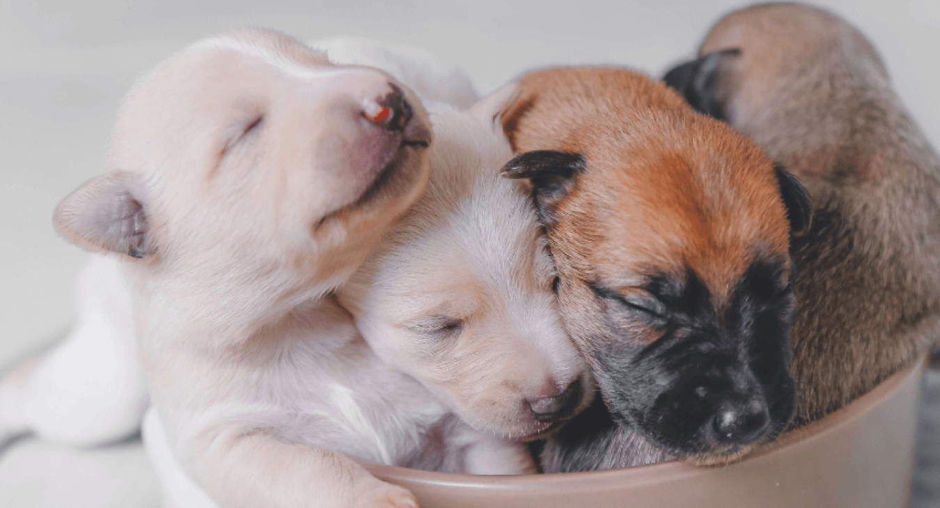 La mise bas de la chienne de A à Z