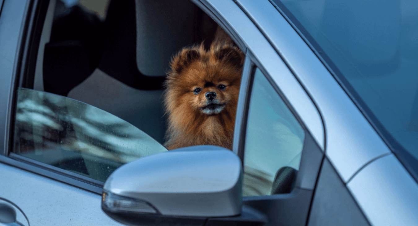 Que faire si mon chien a peur en voiture ?