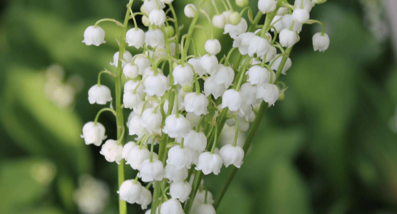 Le muguet : zoom sur cette plante toxique pour les chiens