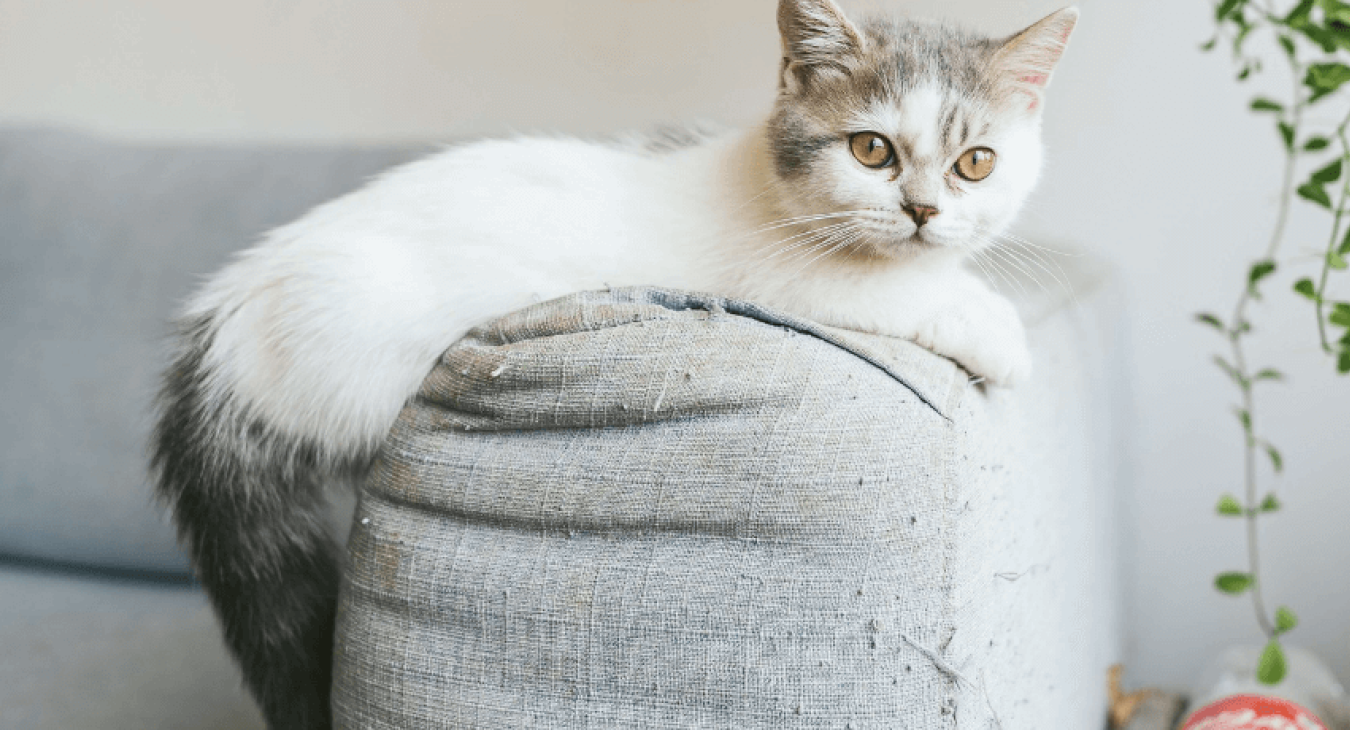Découvrez les meilleures races de chats courts sur pattes