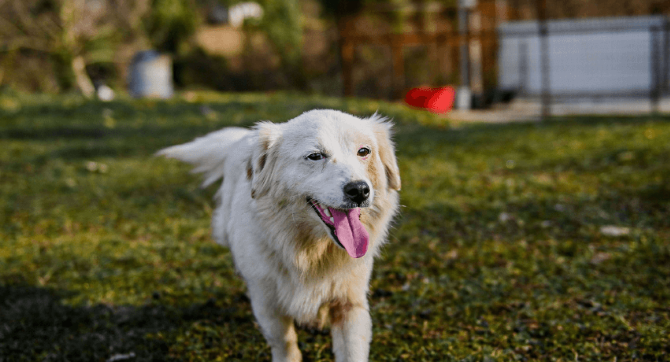 Comment diagnostiquer un excès de nervosité chez un chien ?