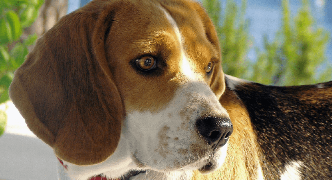 Conseils et astuces pour nettoyer les oreilles de votre chien