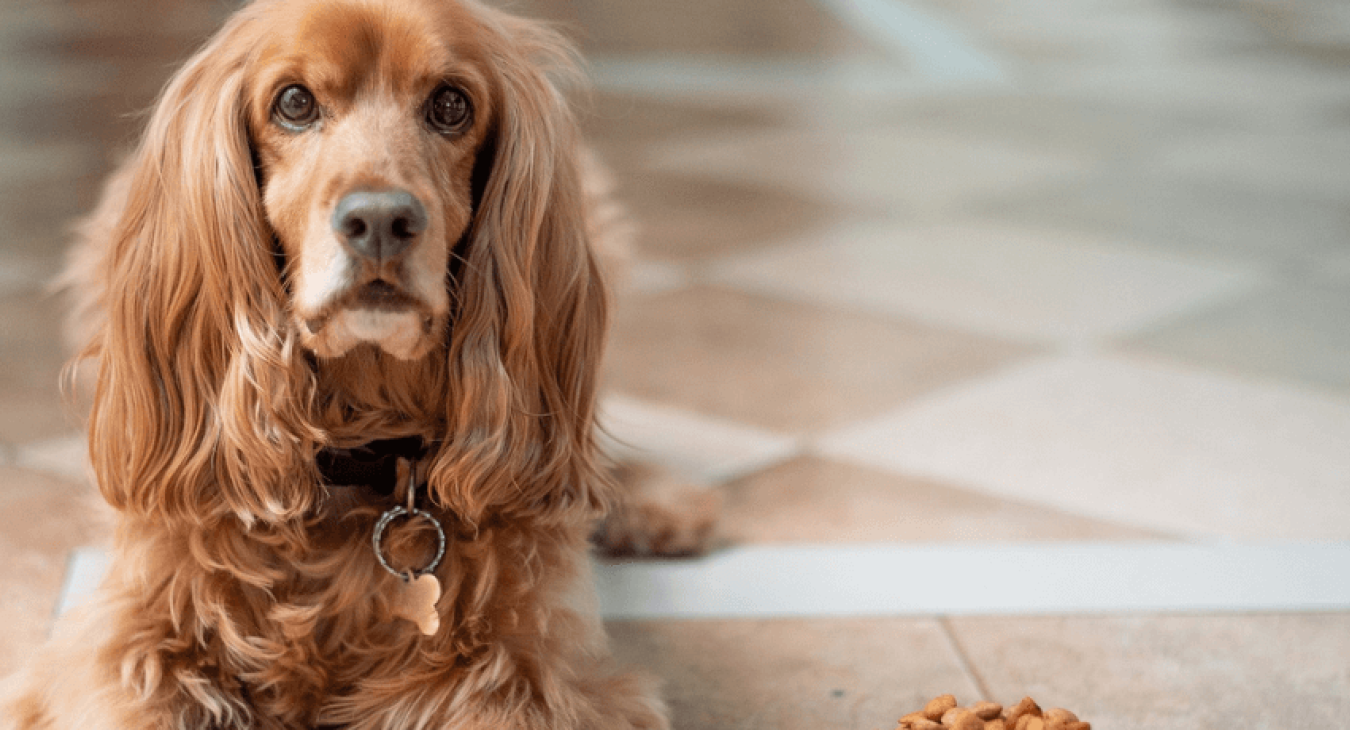 Tout ce qu'il faut savoir avant de passer à l'alimentation bio pour chien