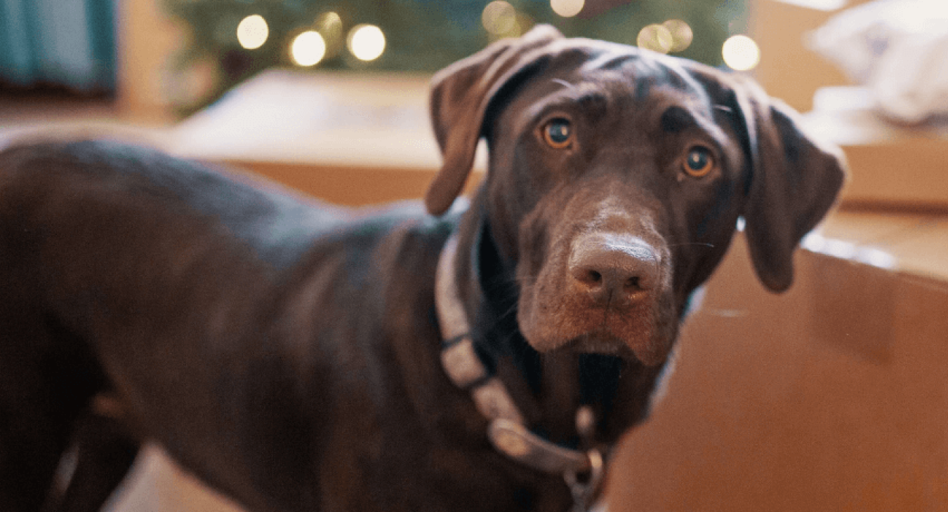 Comment apprendre à son chien le "debout" ?
