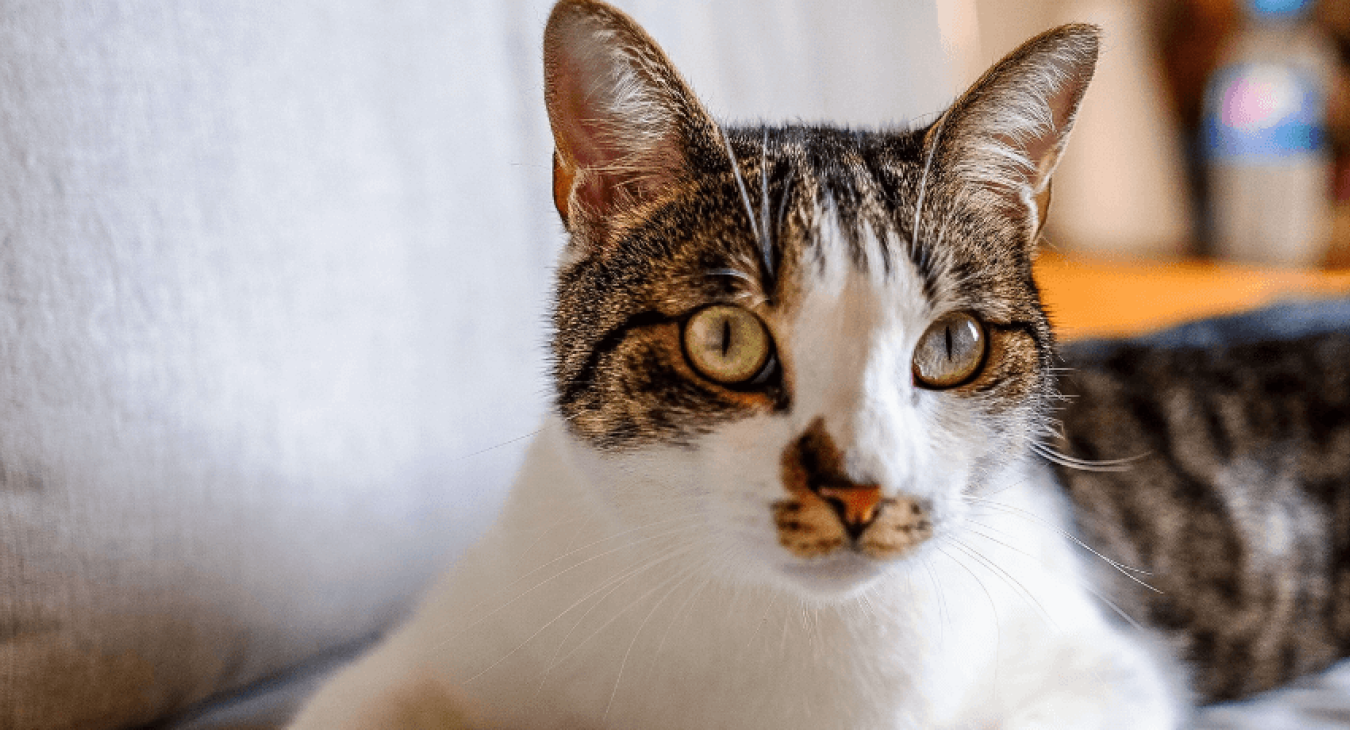 Nettoyer les oreilles d’un chat : les bons gestes