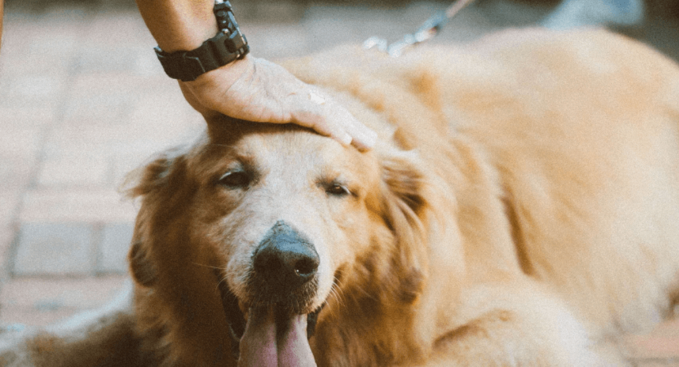 Ostéopathie pour chien : faut-il vous laisser tenter ?