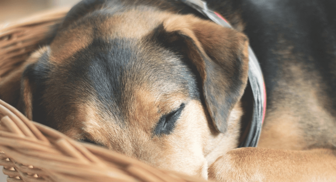 Quel panier pour chien choisir ?