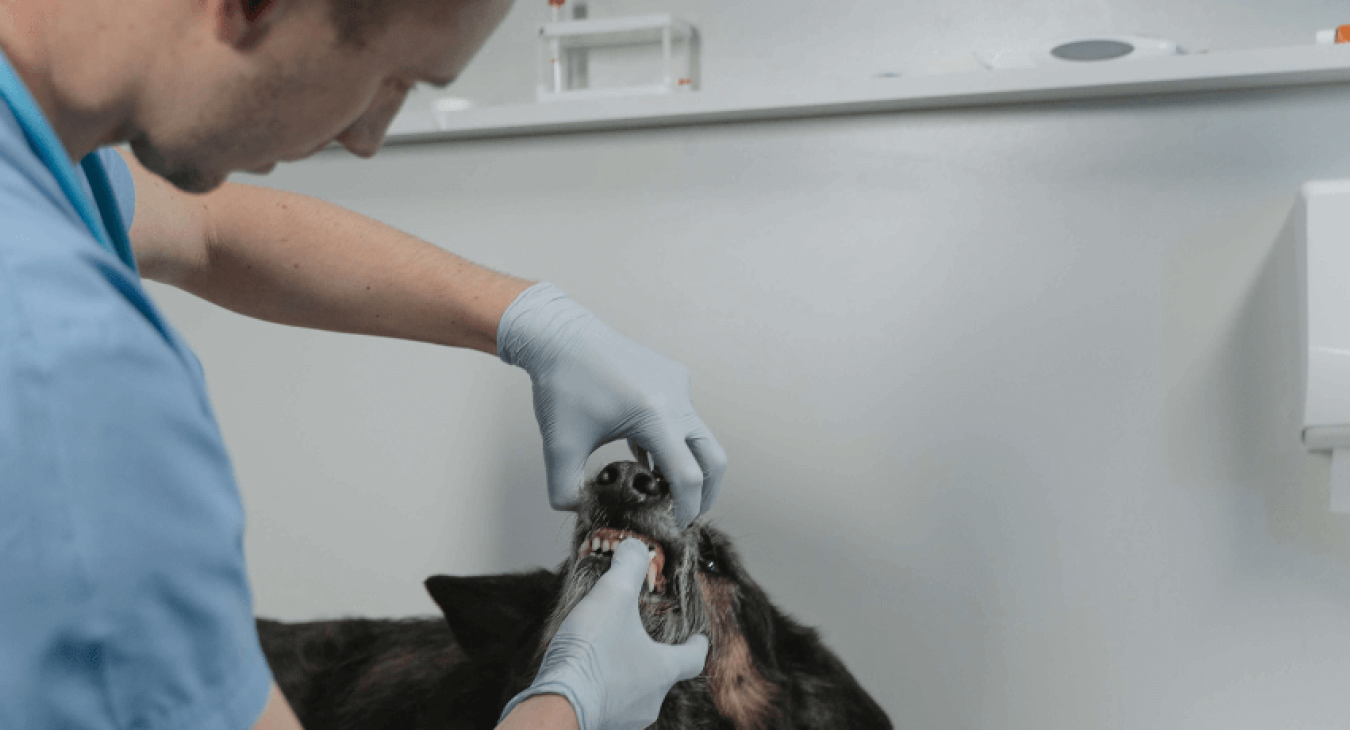 Qu’est-ce que la maladie parodontale du chien ?