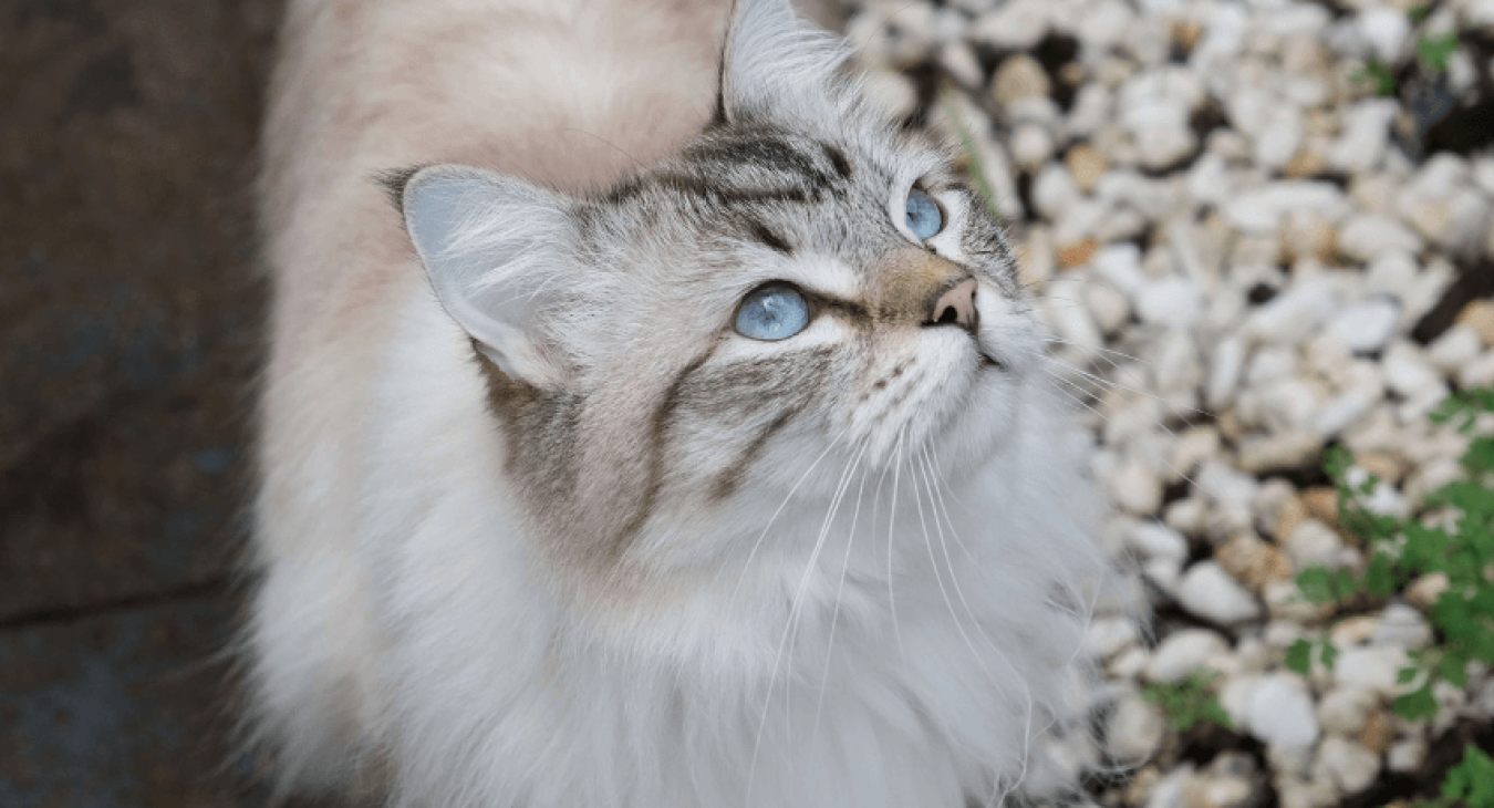 Comment partir en vacances avec son chat (avion, train, voiture)?