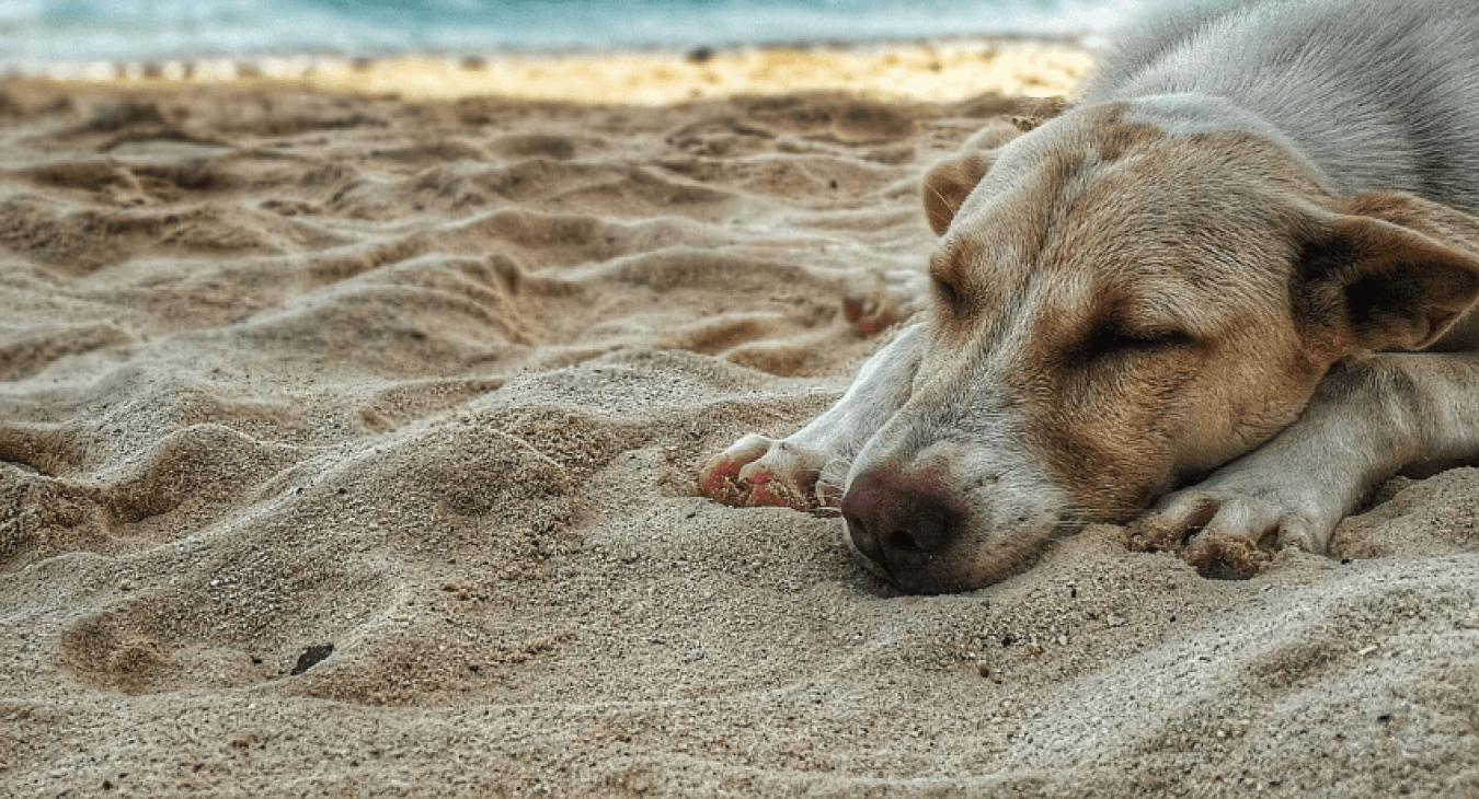 Partir en vacances avec son chien : tout ce à quoi il faut penser