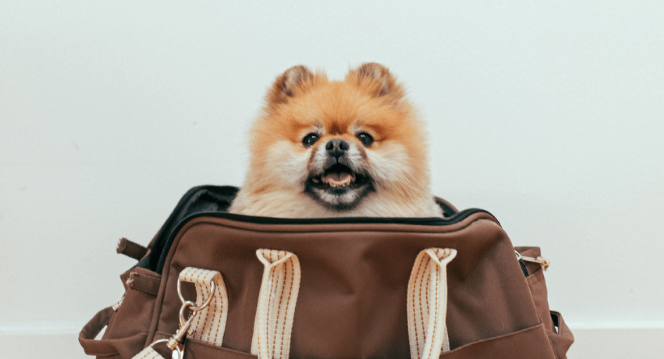 La réglementation en vigueur sur le passeport pour chien et comment l'obtenir