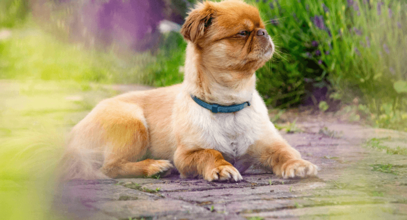 Le Pékinois : un petit chien originaire de Chine