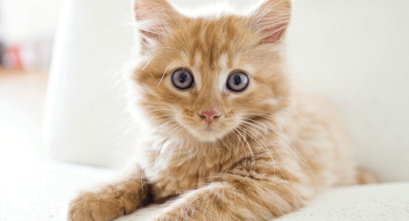 Pension pour chat : avantages et critères de choix