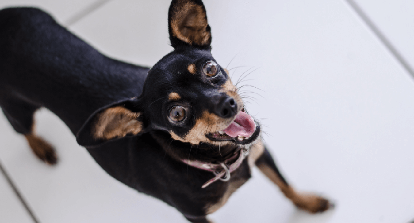 Petit chien : les meilleures races à adopter