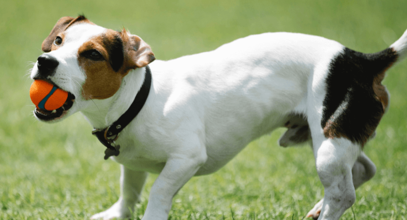 Le Jack Russell Terrier : un fox-terrier renommé du Devonshire