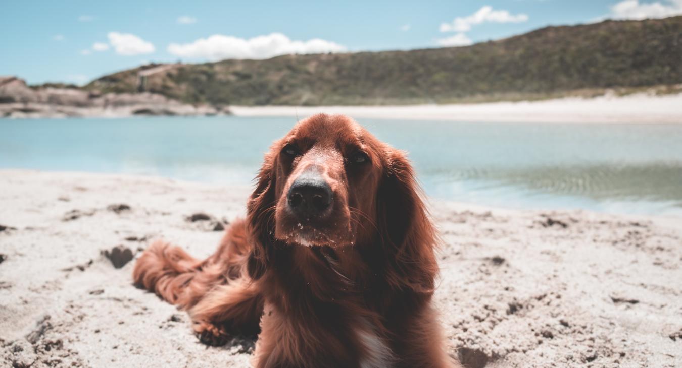 Setter Irlandais