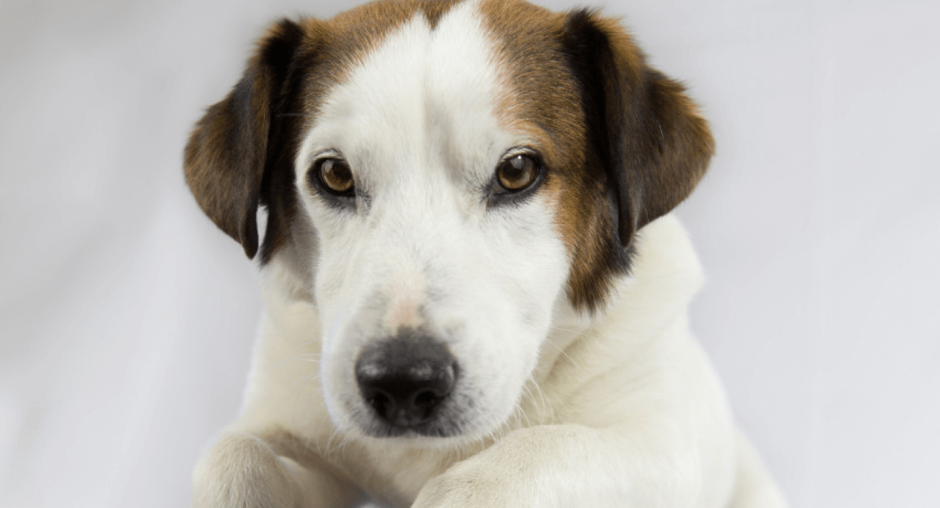 Connaître l'attitude de son chien, le devoir du maître