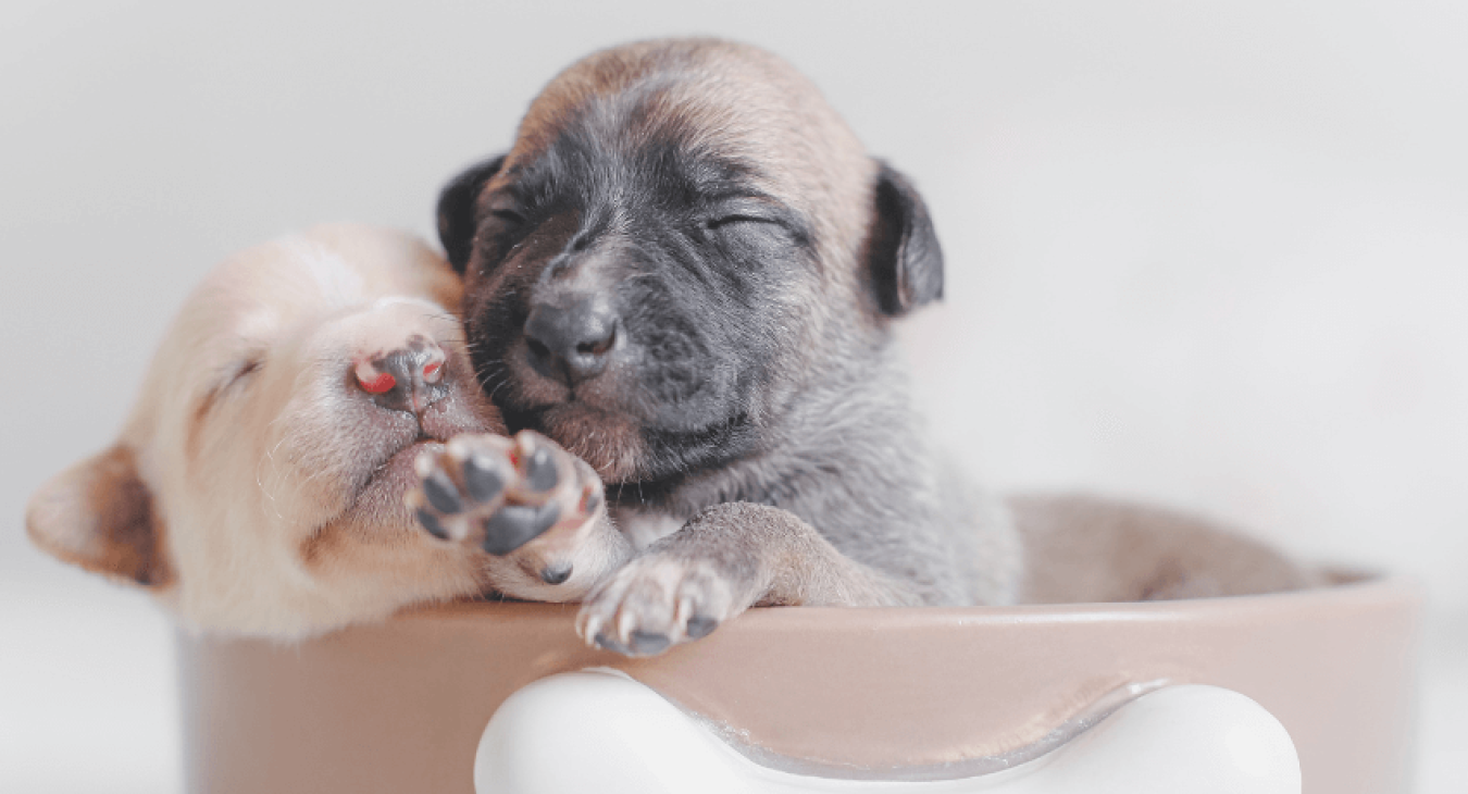Comment se déroule une saillie chez le chien ?