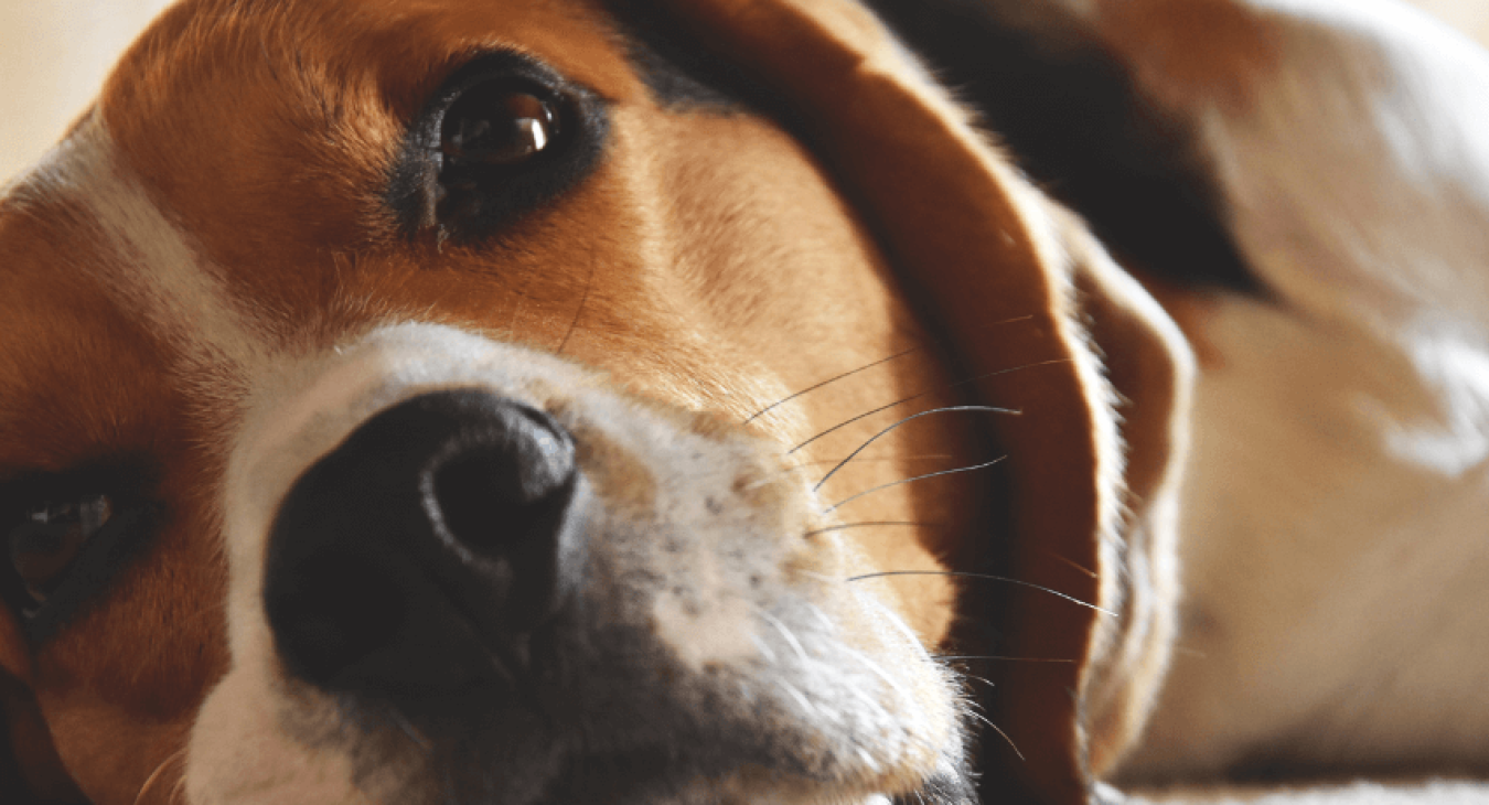 Chien stressé : causes, signes et solutions