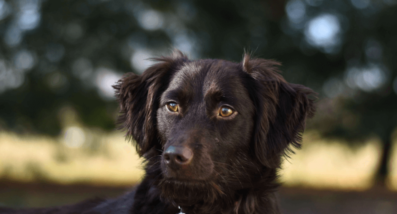 Piroplasmose du chien : comment la détecter et la soigner ?