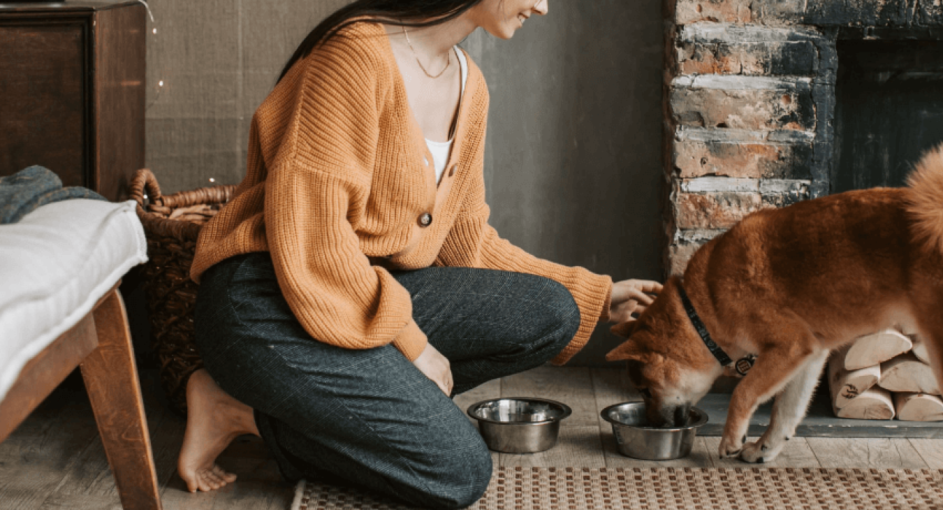 Alimentation canine : pourquoi réduire l’apport en céréales ?