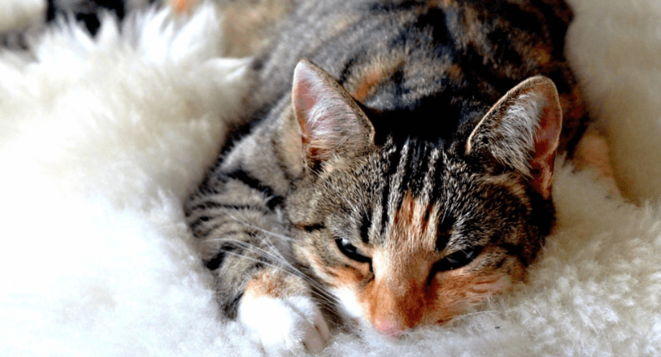 Prendre soin de son chat âgé
