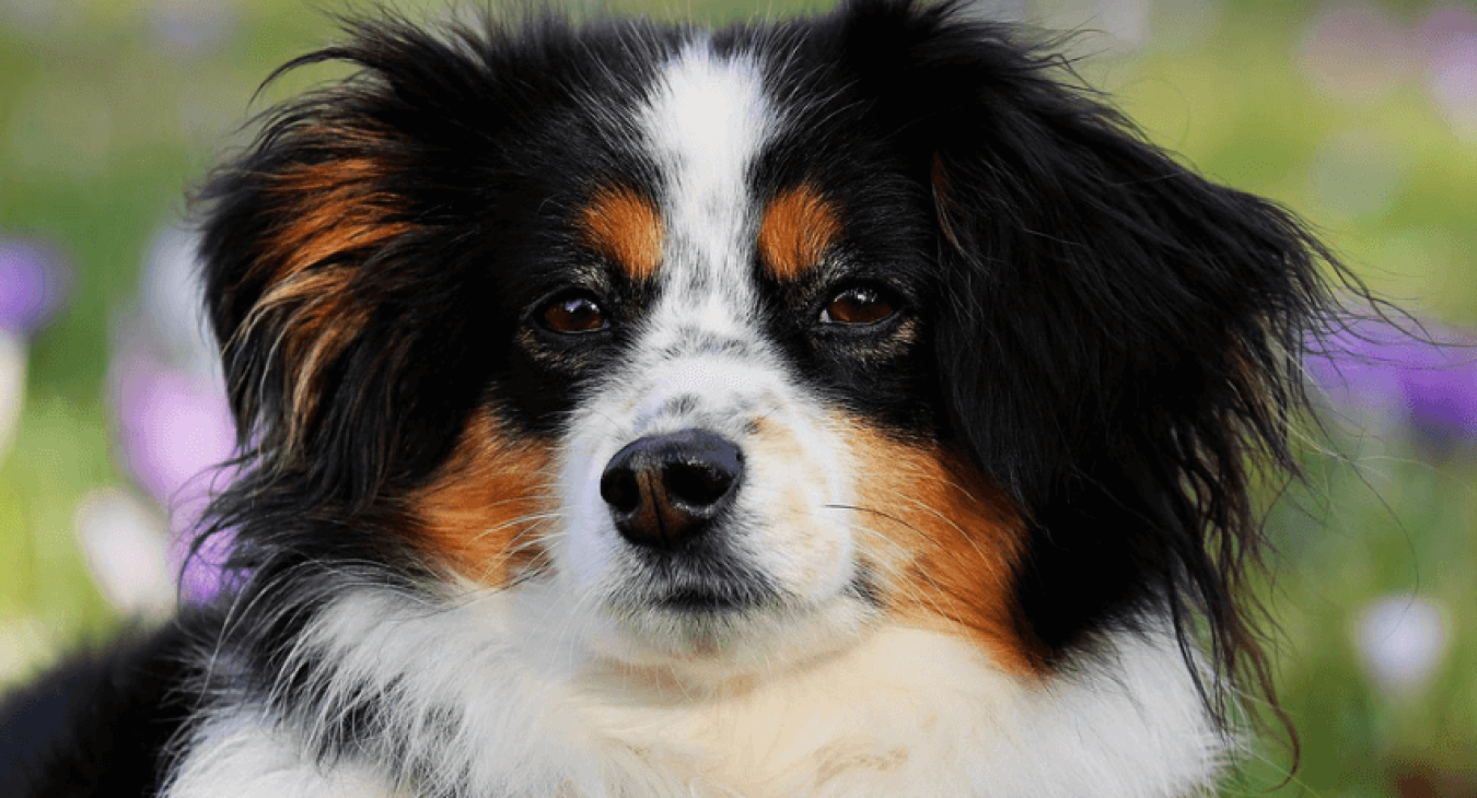 Quelles sont les meilleures idées de prénoms pour chiens ?