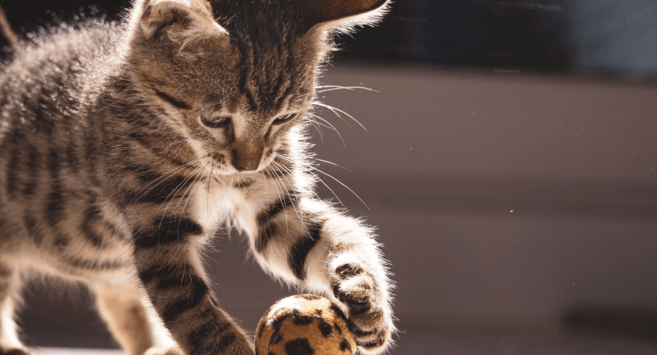 Maladies des chats et prévention