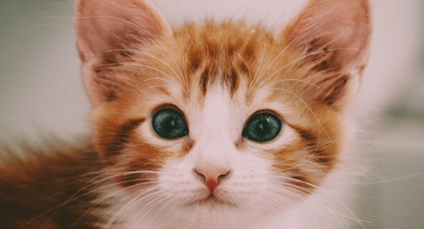 Quel est le prix d'un chat ou d'un chaton ?