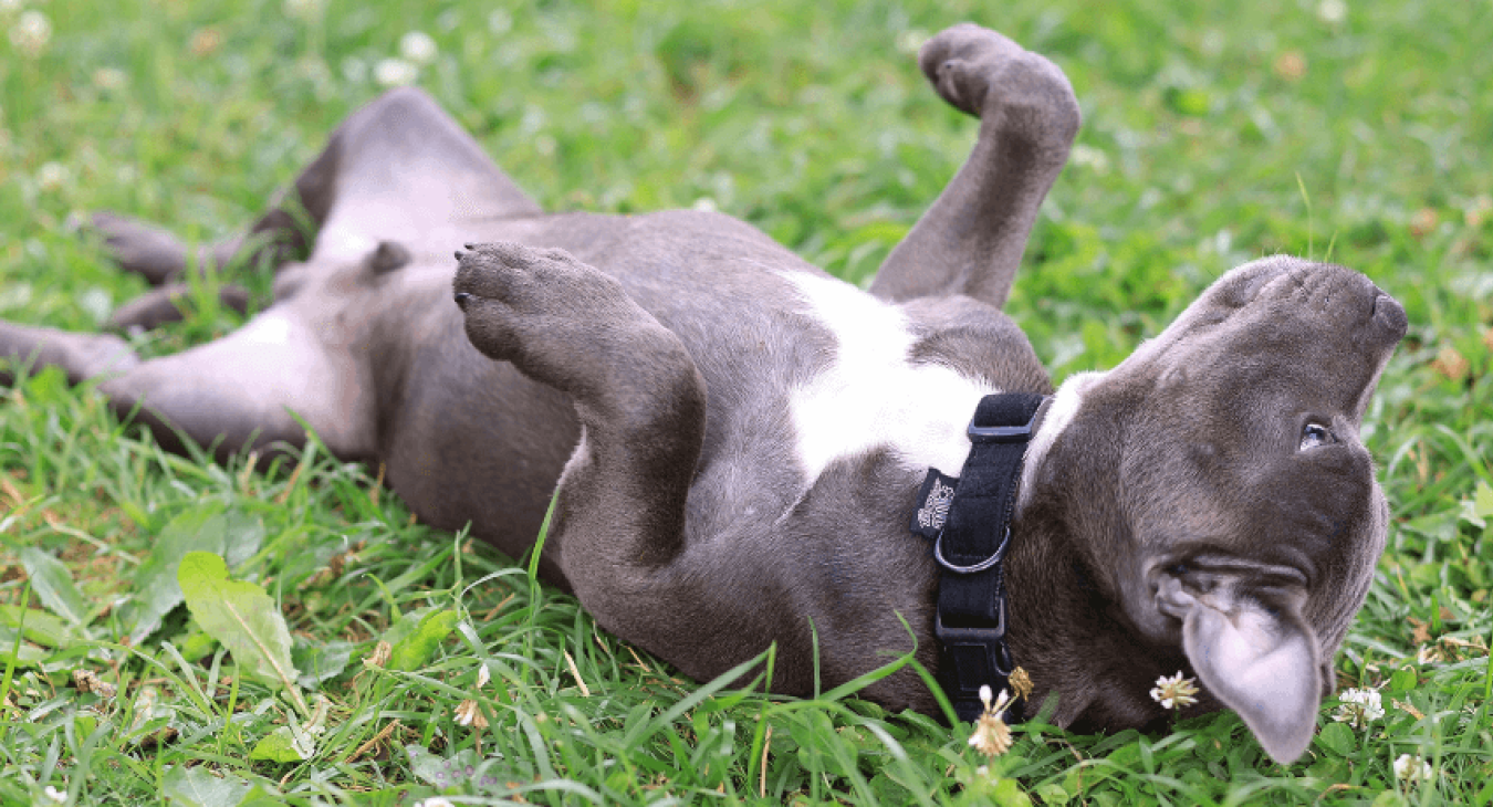 Comment favoriser le bien-être de votre chien avec les probiotiques ?