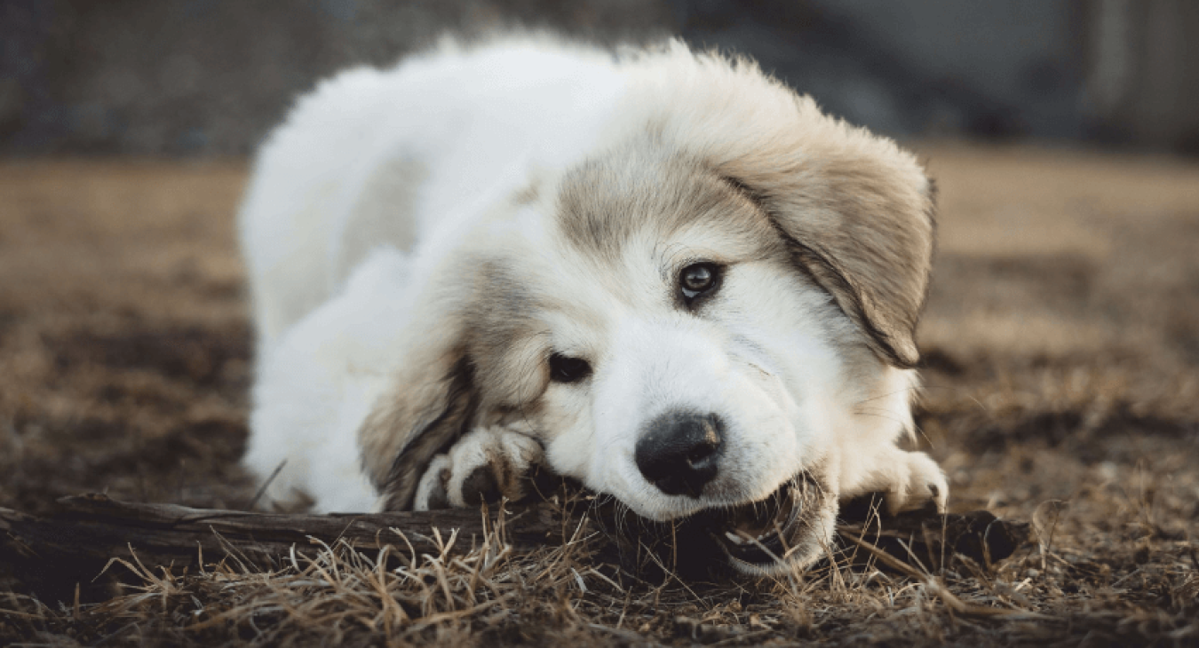 Diarrhée, constipation, torsion de l’estomac : 3 maladies digestives du chien