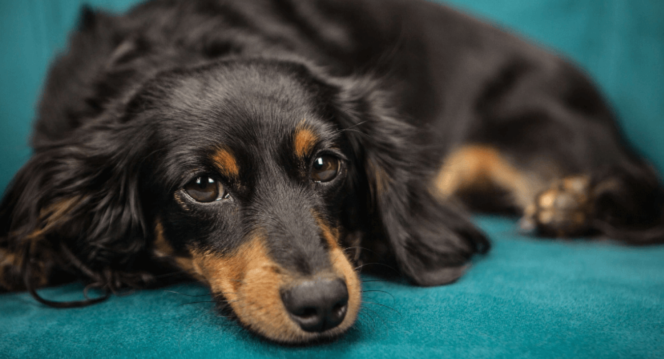 Problèmes de comportement du chien