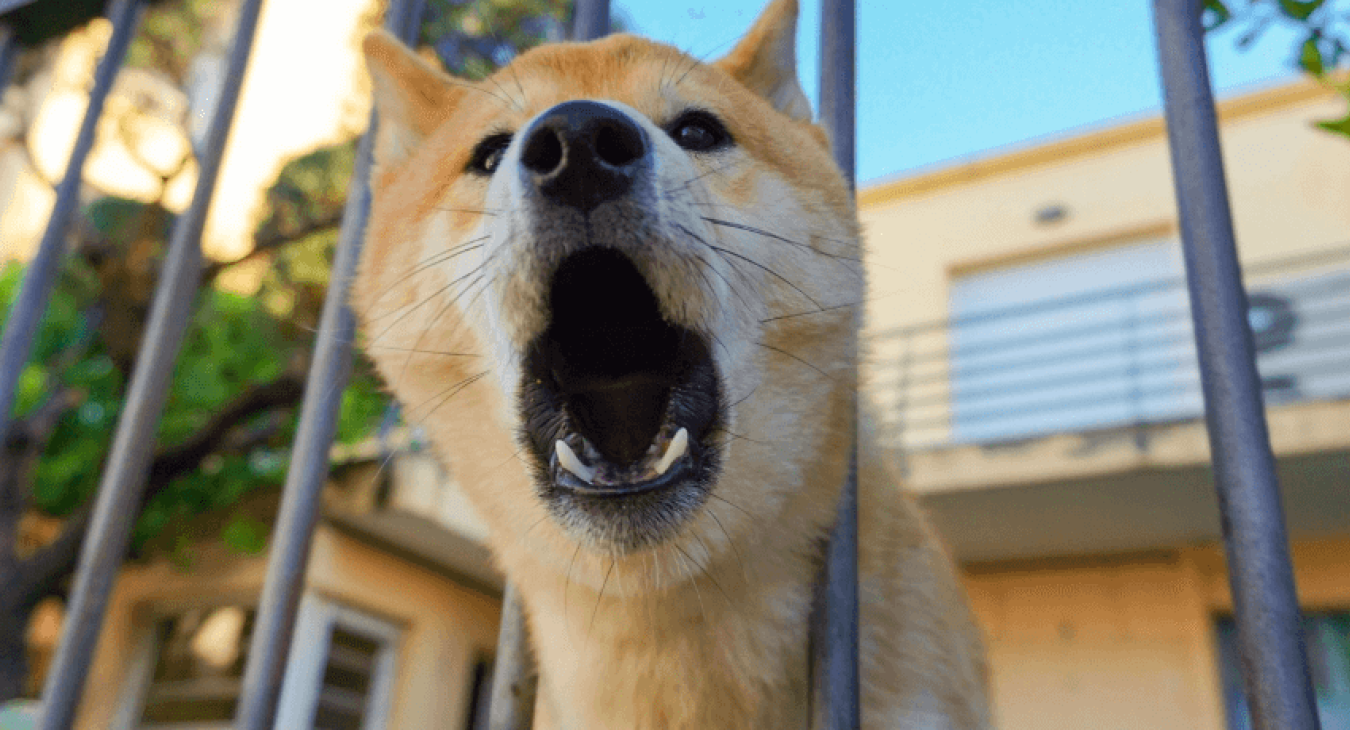 Comportement du chien : problèmes fréquemment rencontrés et solutions