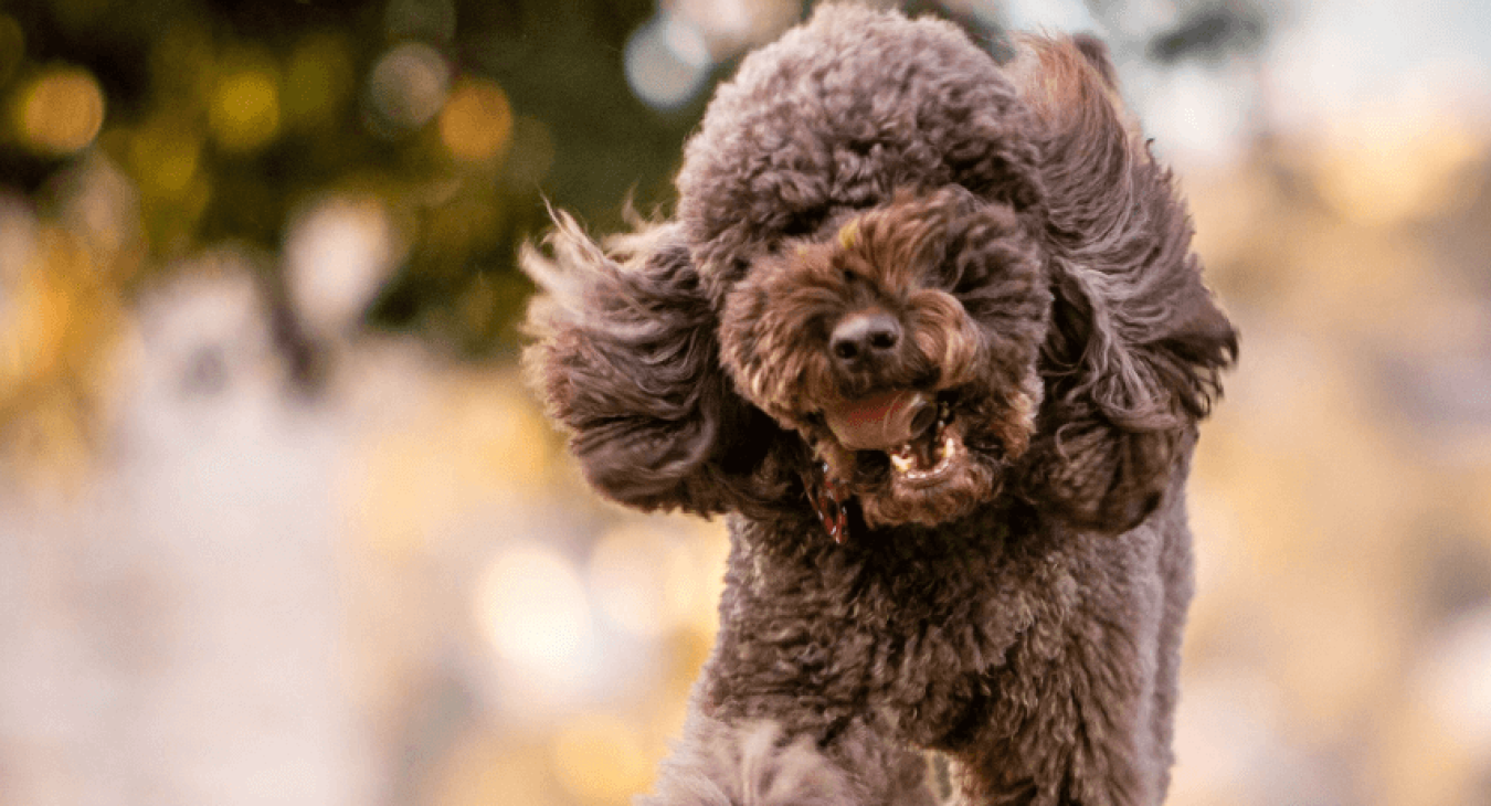 Tout savoir sur les problèmes dentaires des chiens