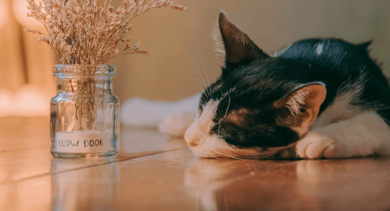 Quels sont les produits dangereux pour les chats ?