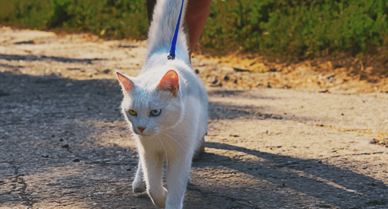Promener son chat en laisse : bonne ou mauvaise idée ?